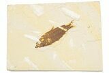 Bargain, Detailed Fossil Fish (Knightia) - Wyoming #186490-1